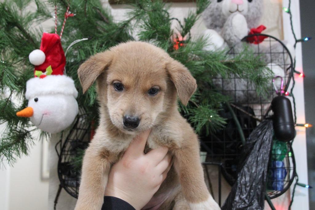 White Christmas, Adoptable, Puppy Female Shepherd & Mixed Breed.