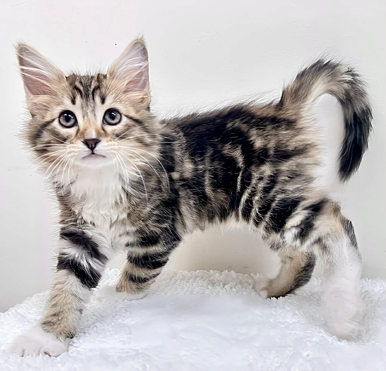 Remmy, a Adopted mixed breed in Bloomington, IN image 2/3