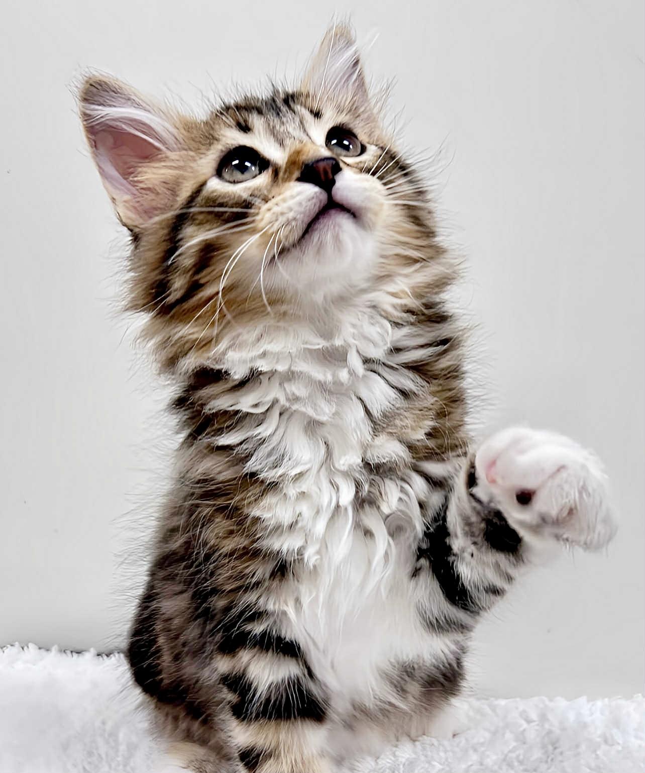 Remmy, Adopted, Kitten Male Maine Coon & Domestic Medium Hair.