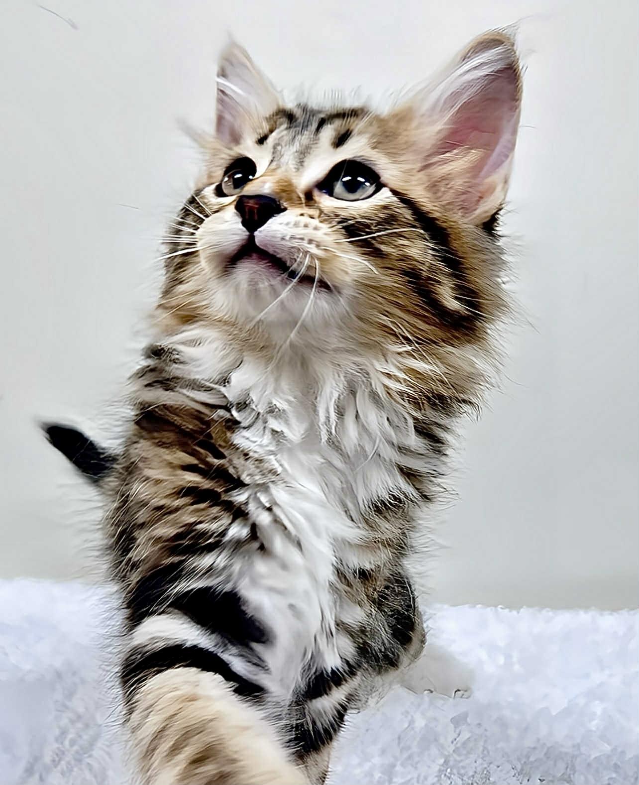 Remmy, a Adopted mixed breed in Bloomington, IN image 3/3