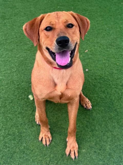 MYRA, Adoptable, Young Female Labrador Retriever.
