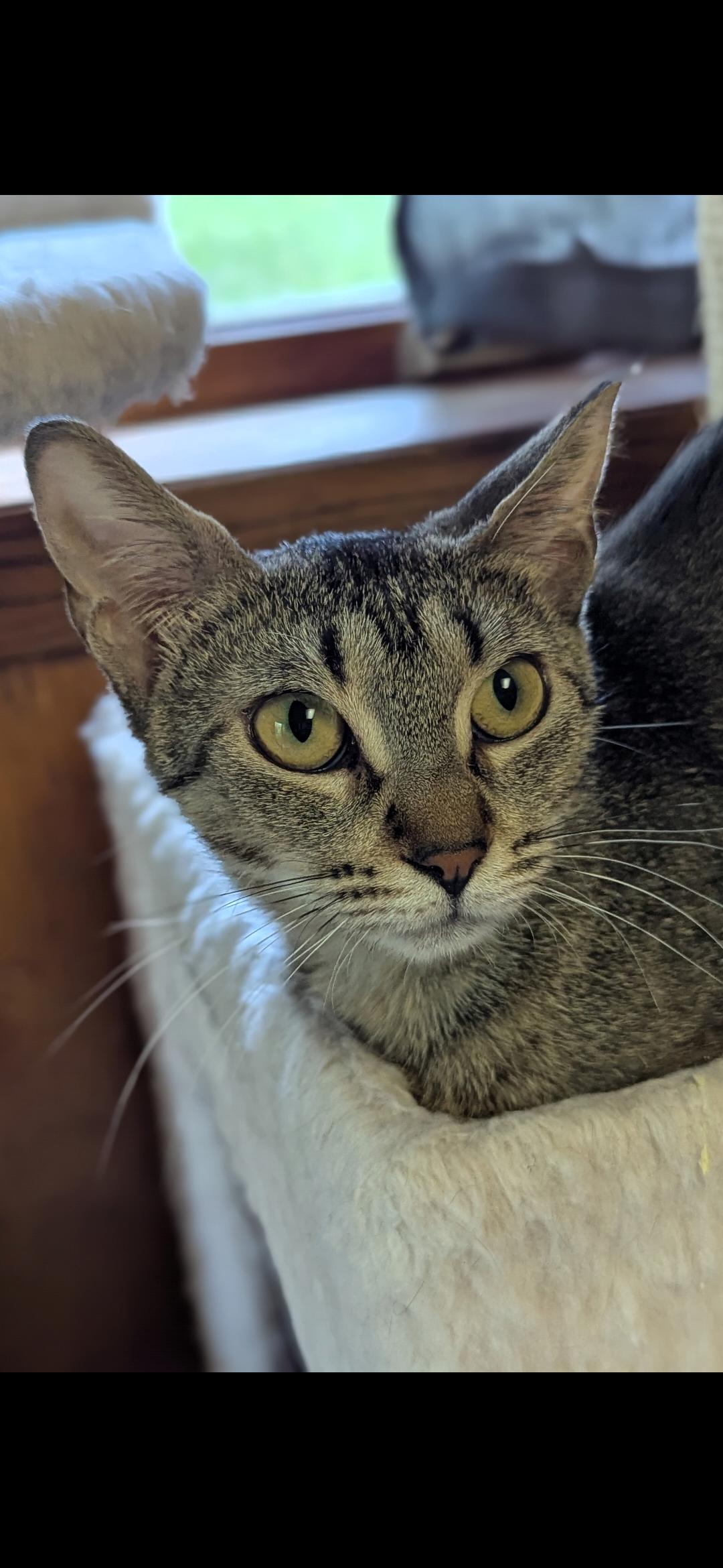 Jazmine, an adoptable Domestic Short Hair in Medford, WI, 54451 | Photo Image 1