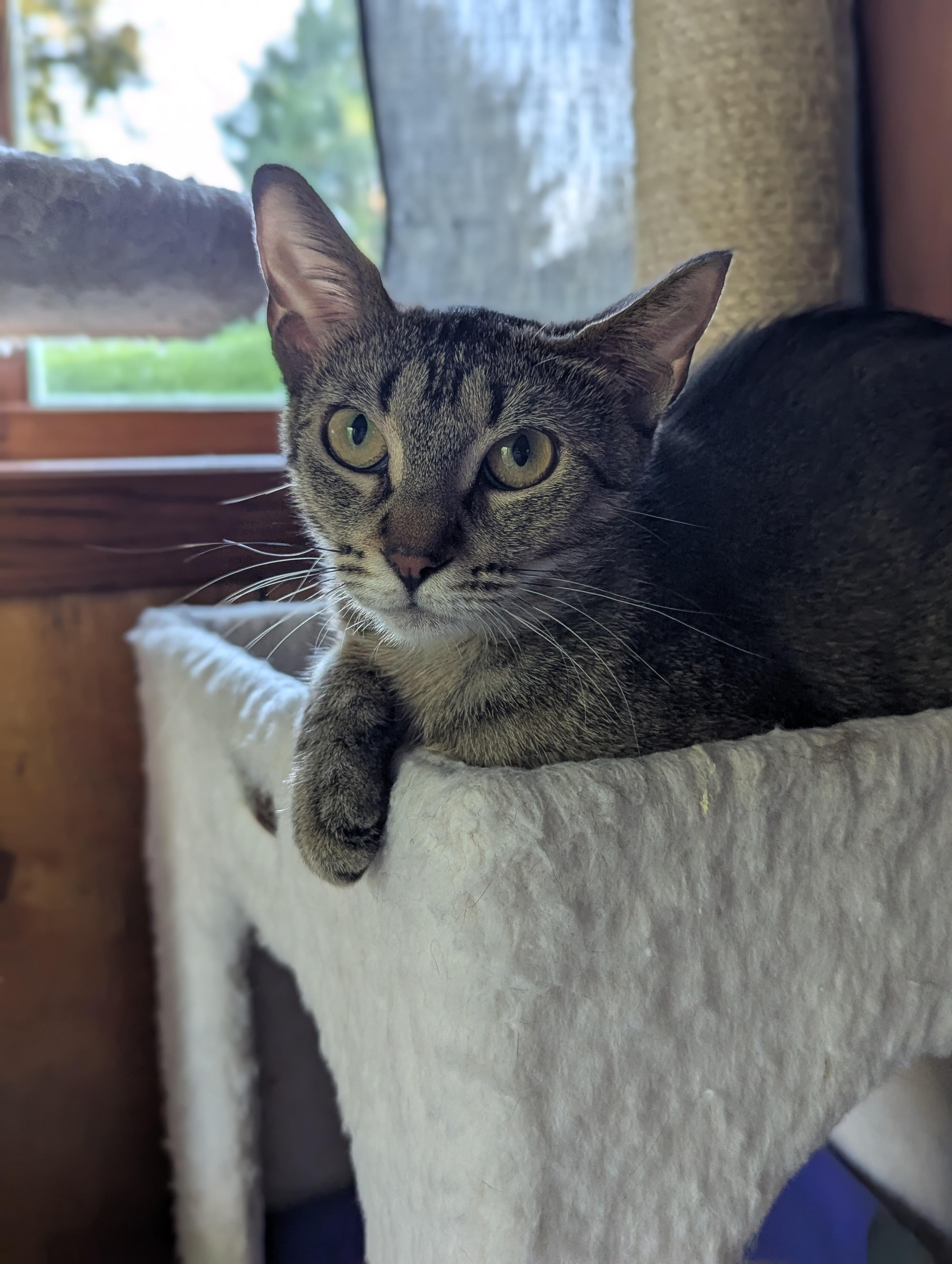 Jazmine, an adoptable Domestic Short Hair in Medford, WI, 54451 | Photo Image 2
