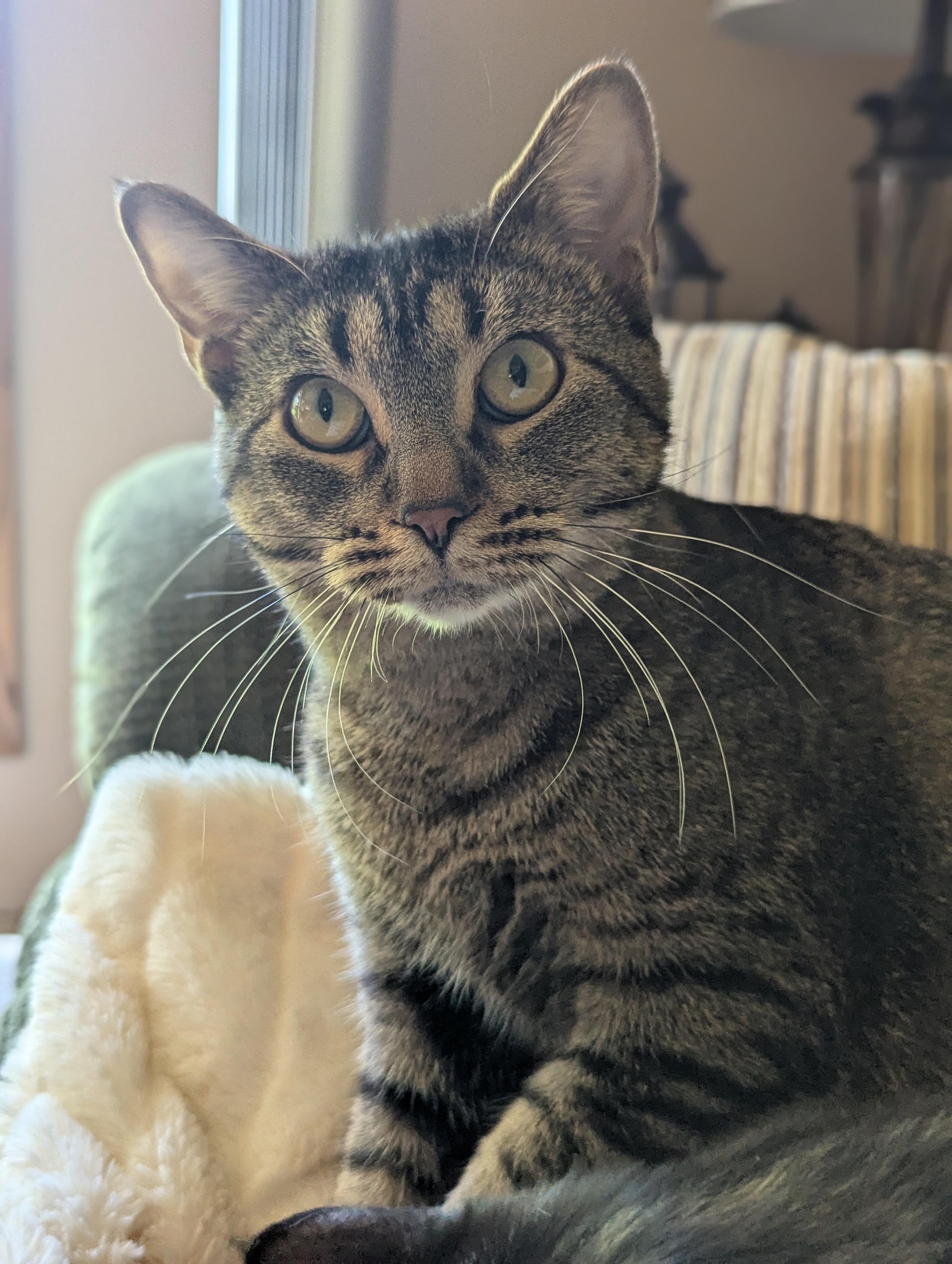 Jazmine, Adoptable, Young Female Domestic Short Hair.