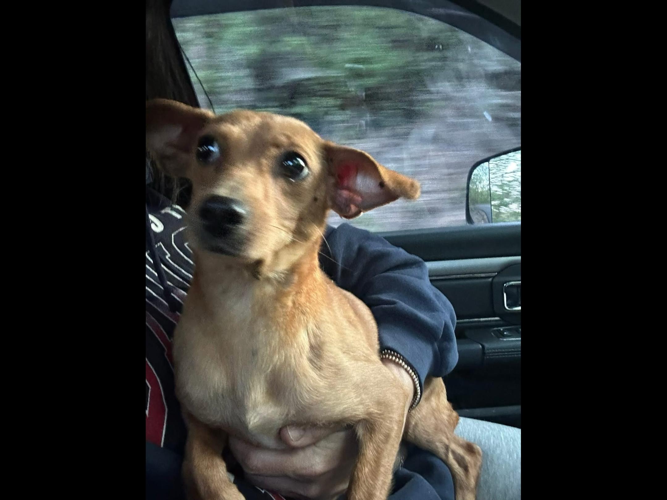 Chloe, an adoptable Chihuahua, Feist in Winchester, KY, 40391 | Photo Image 3