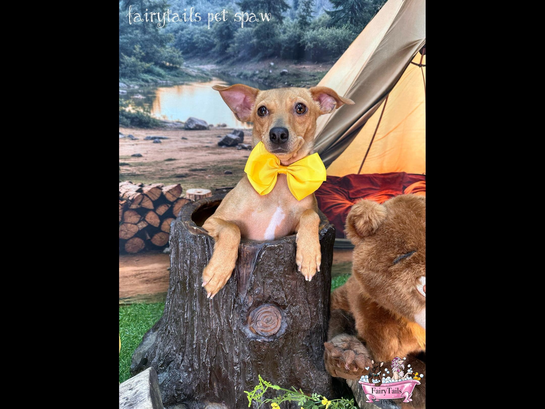 Chloe, an adoptable Chihuahua, Feist in Winchester, KY, 40391 | Photo Image 1