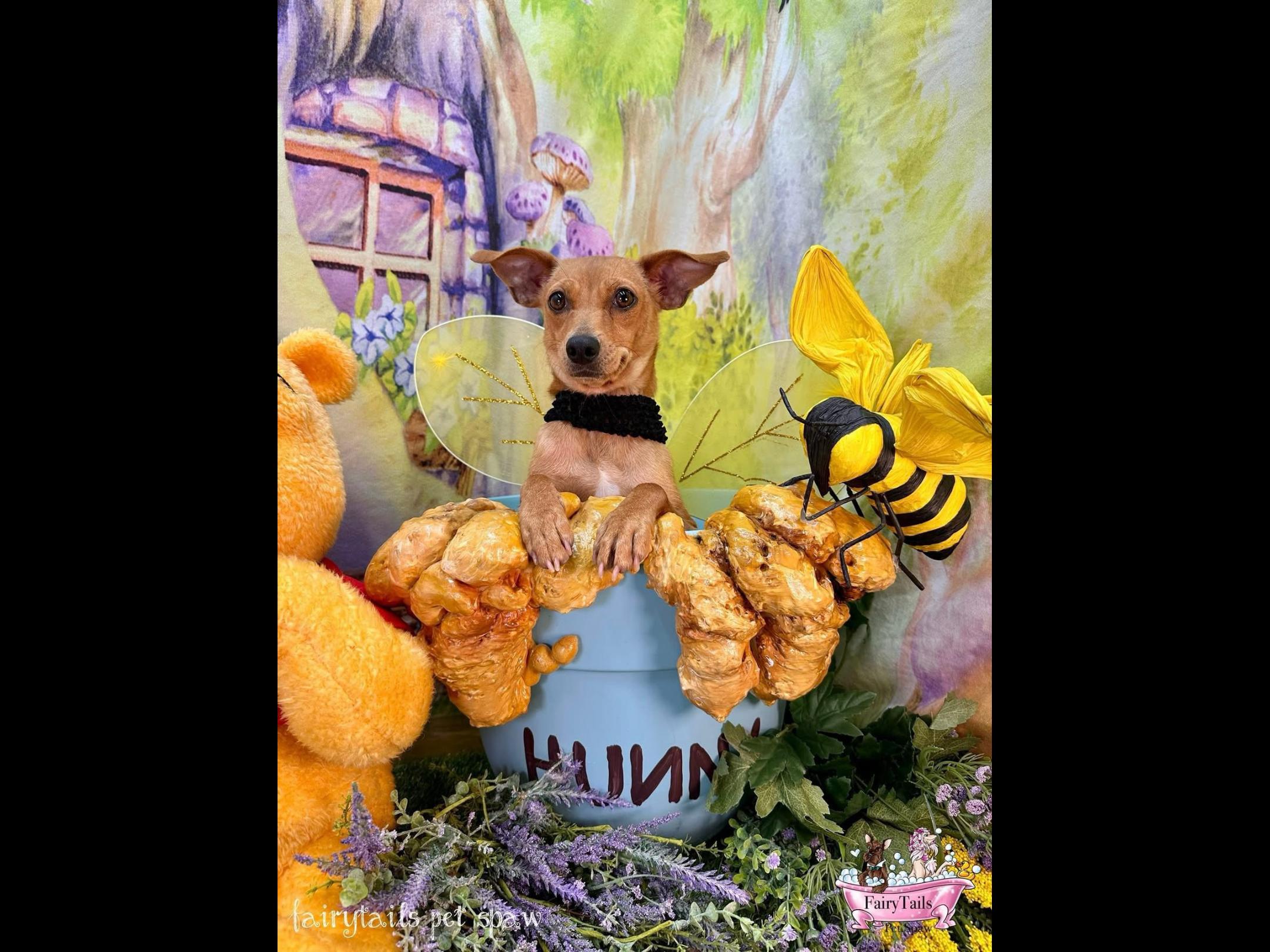Chloe, an adoptable Chihuahua, Feist in Winchester, KY, 40391 | Photo Image 2