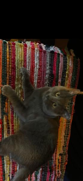 Enlarge Stormy, a Adoptable Domestic Short Hair in Morgantown, WV image 2/2