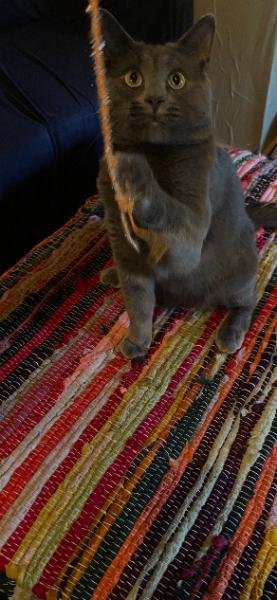 Enlarge Stormy, a Adoptable Domestic Short Hair in Morgantown, WV image 1/2