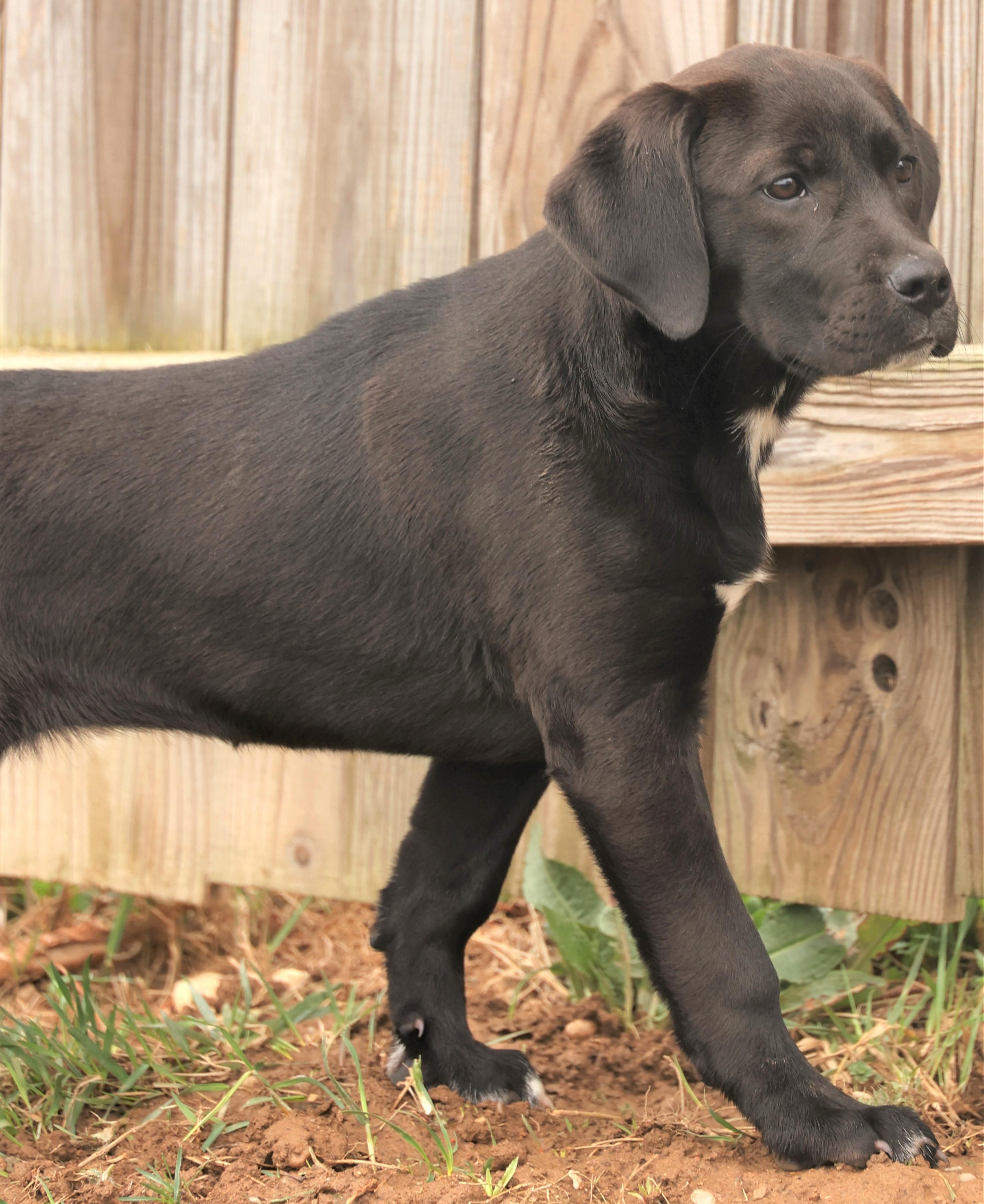 Enlarge 2026Amaya, an adopted mixed breed in Frederick, MD image 3/6