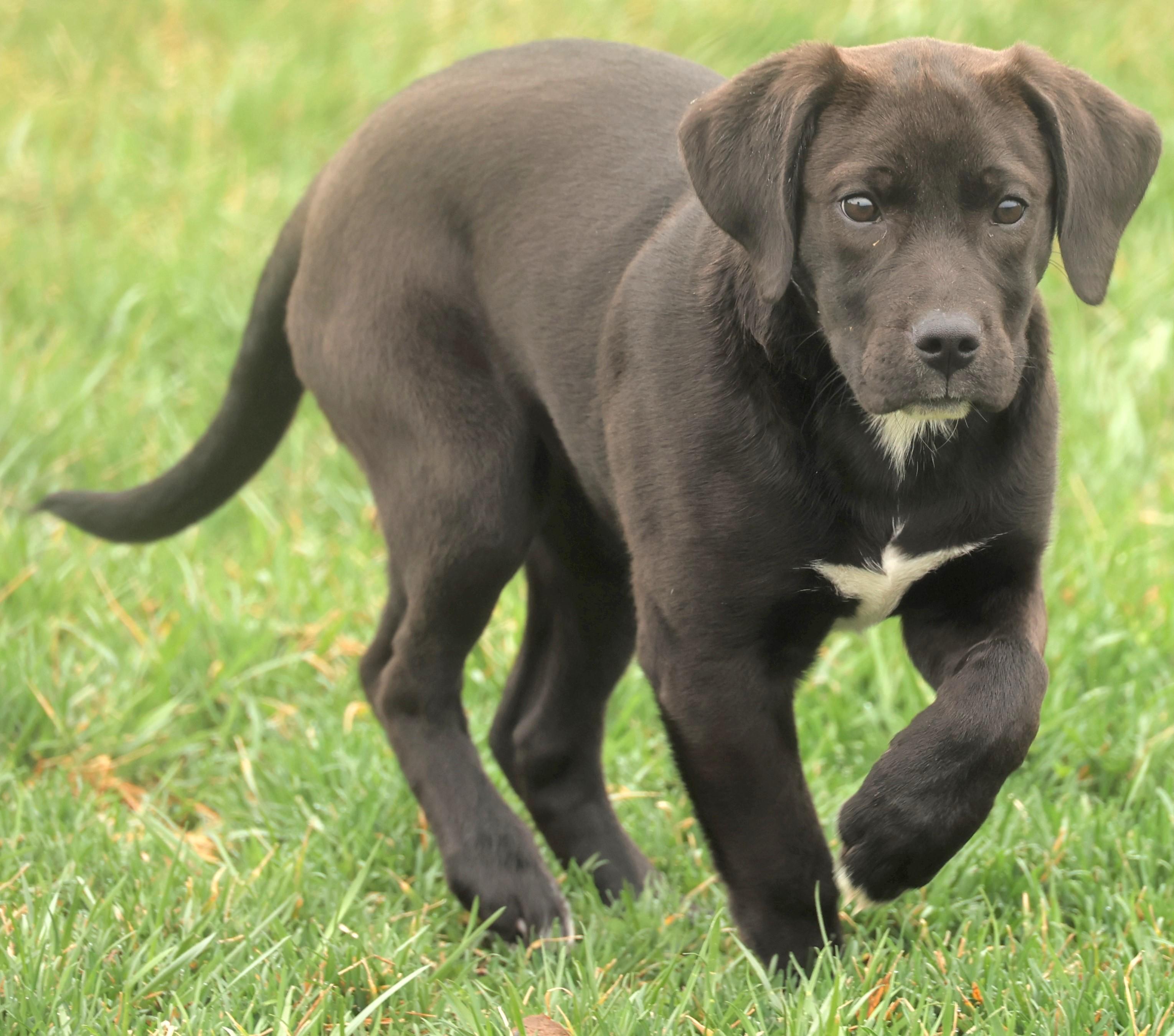 Enlarge 2026Amaya, an adopted mixed breed in Frederick, MD image 2/6