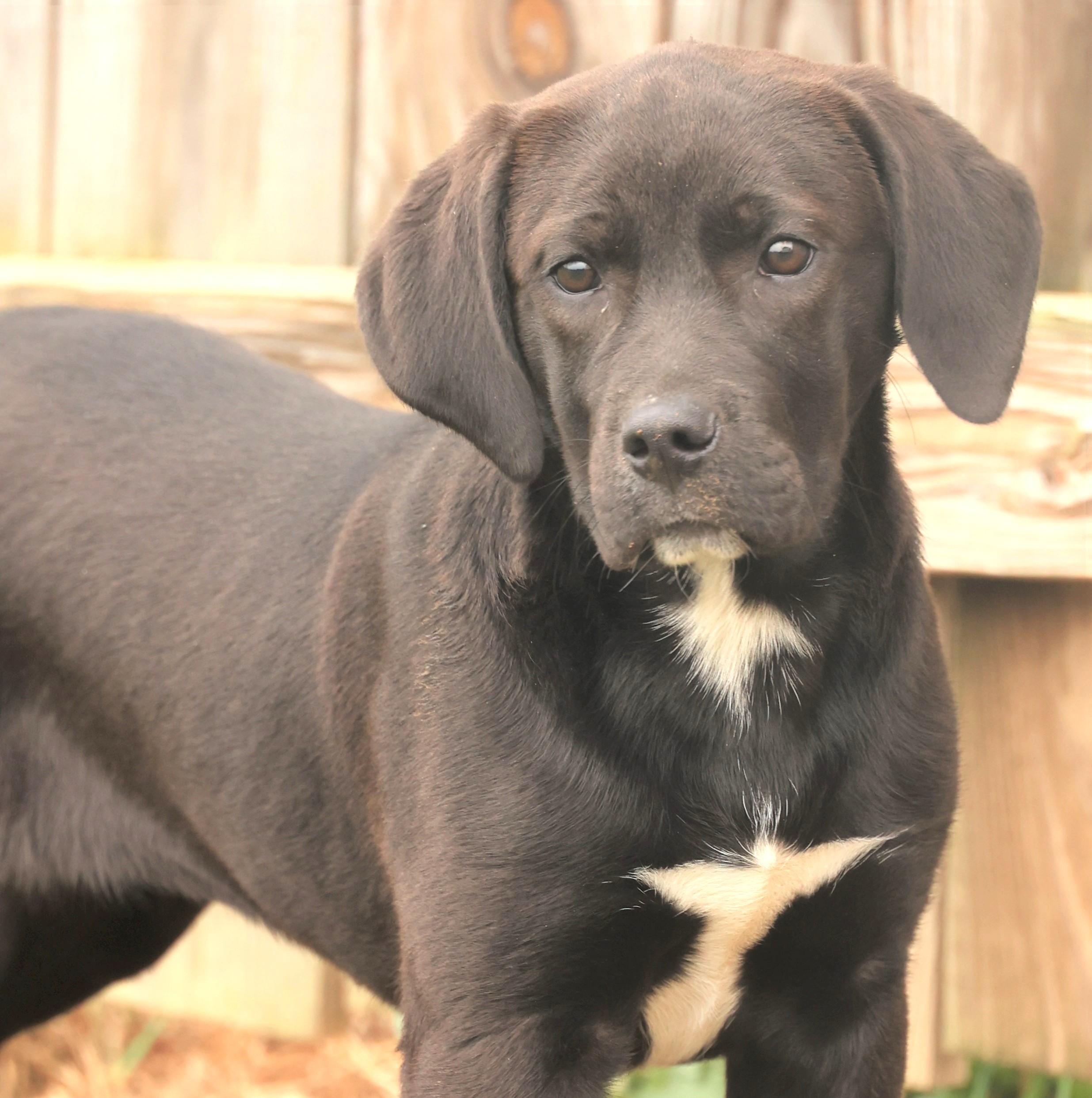 Enlarge 2026Amaya, an adopted mixed breed in Frederick, MD image 1/6