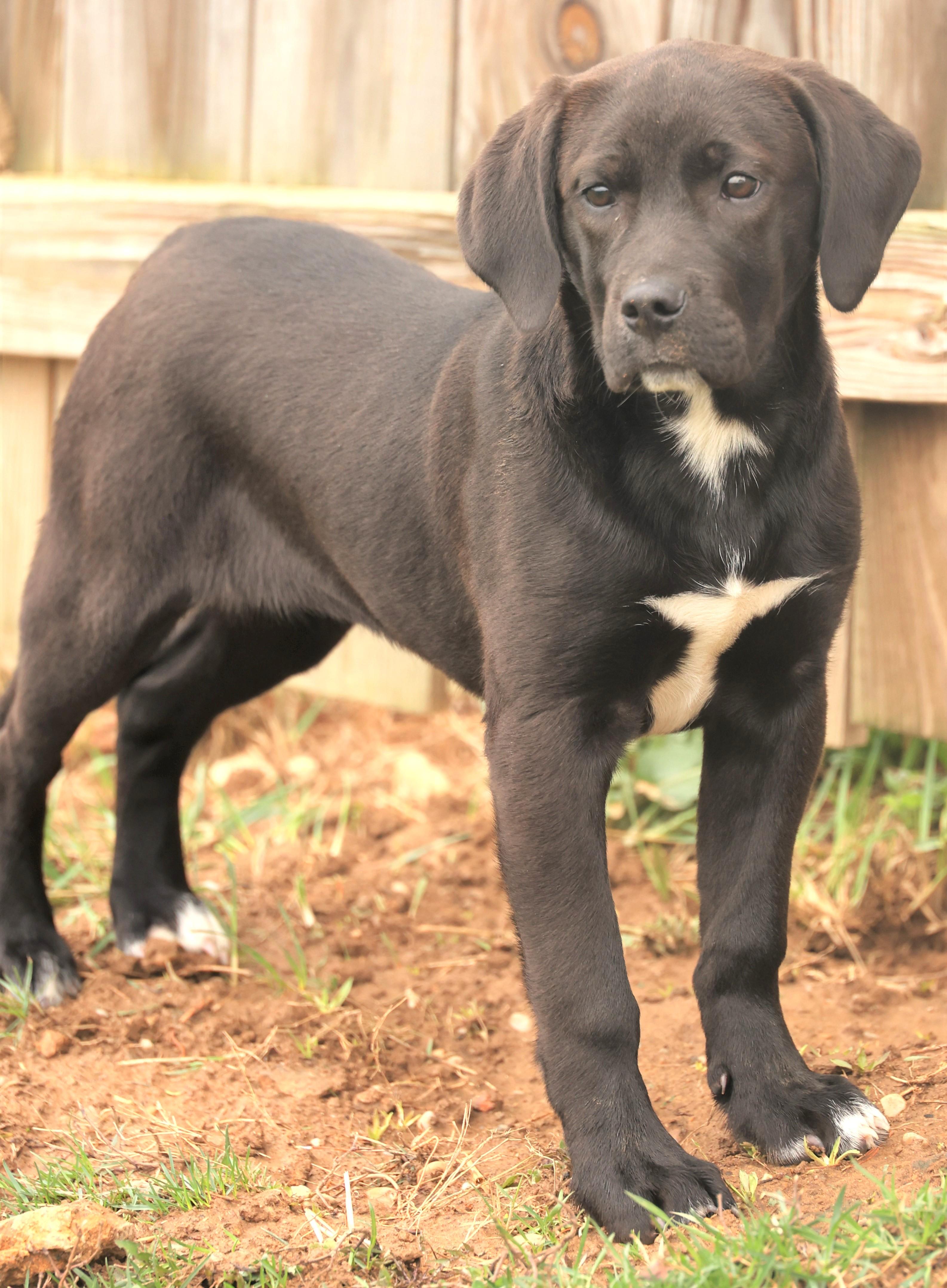 Enlarge 2026Amaya, an adopted mixed breed in Frederick, MD image 4/6