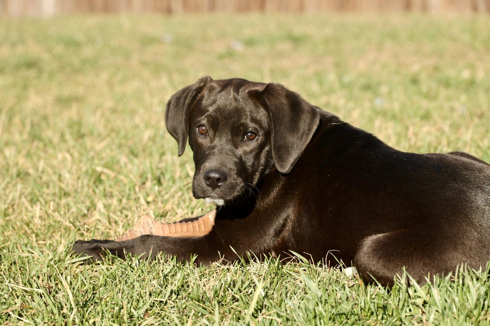 Enlarge 2026Amaya, an adopted mixed breed in Frederick, MD image 6/6