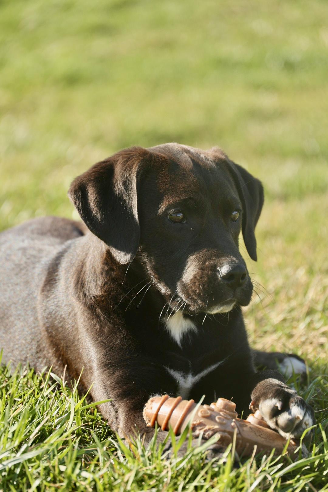 Enlarge 2026Amaya, an adopted mixed breed in Frederick, MD image 5/6