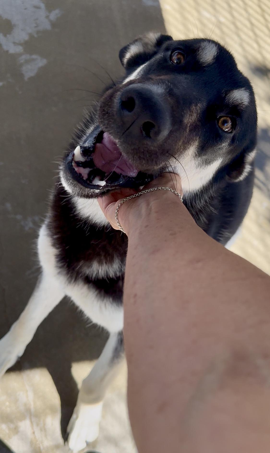 Enlarge Darla, a Adoptable mixed breed in Littlerock, CA image 2/2