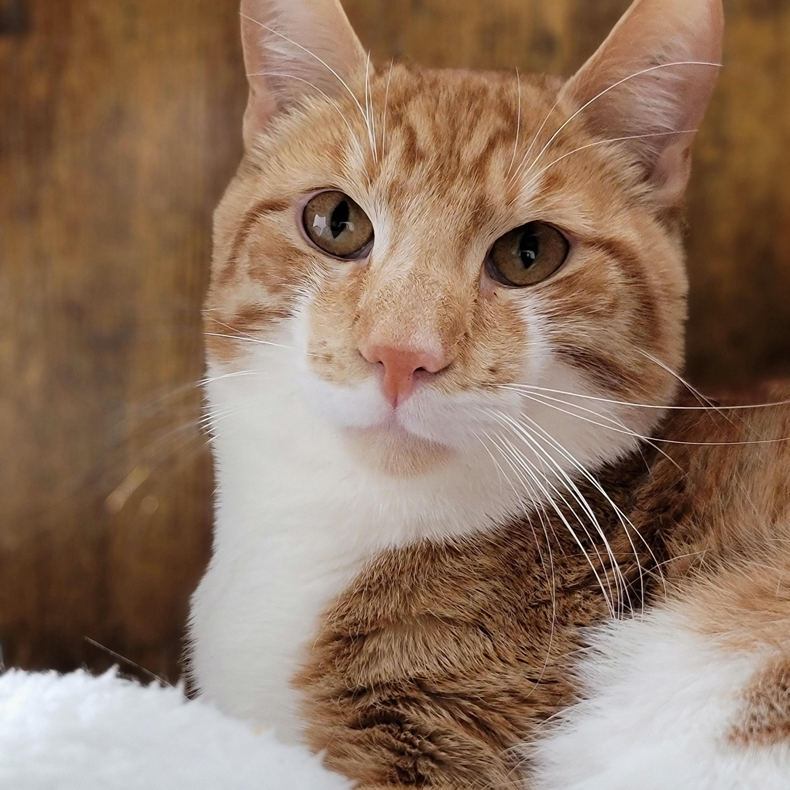 Enlarge Huwey, a ADOPTABLE Domestic Short Hair in Hornell, NY image 1/1