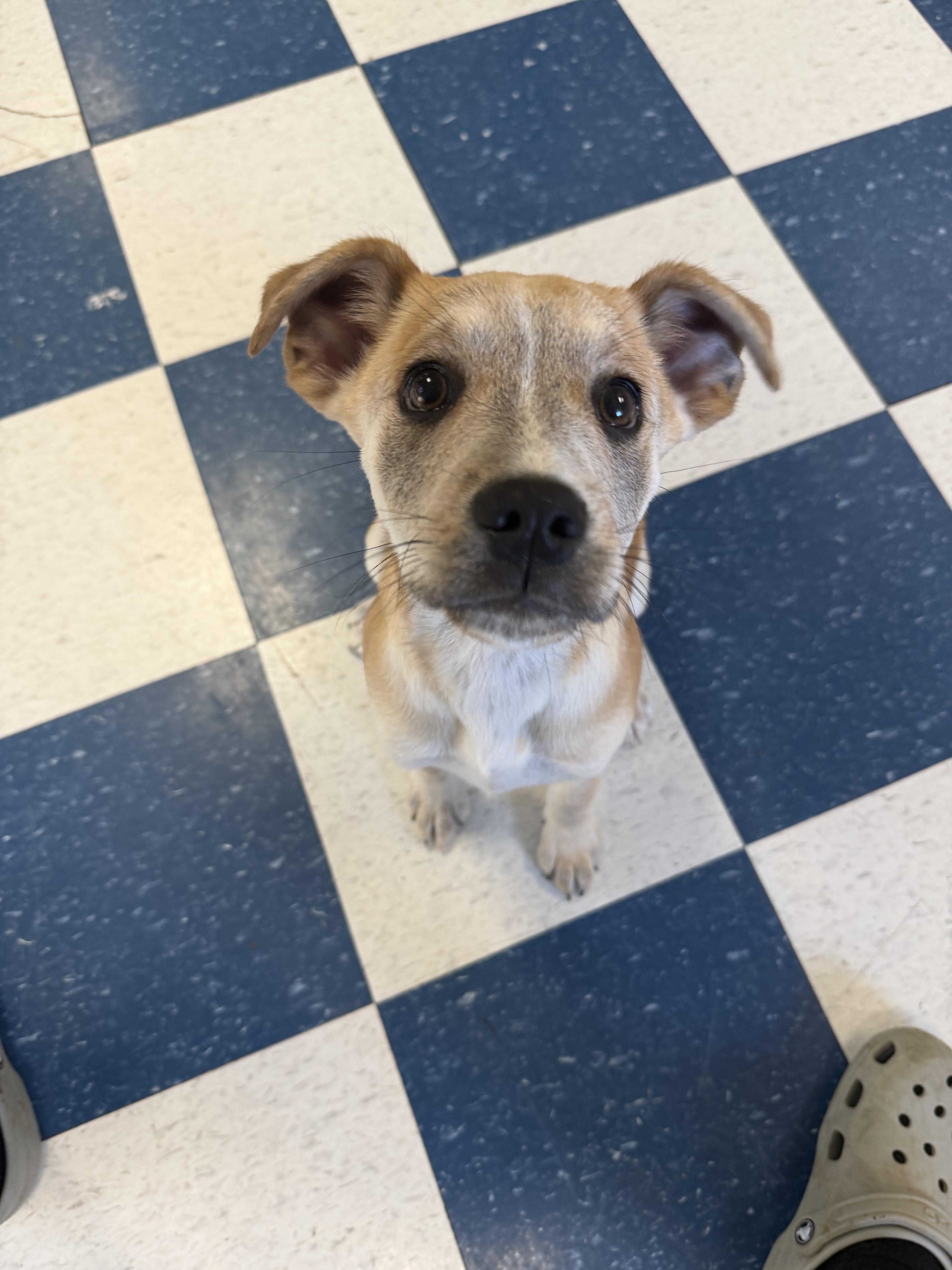 Enlarge Lucielle, a ADOPTABLE mixed breed in Auburn, AL image 2/4