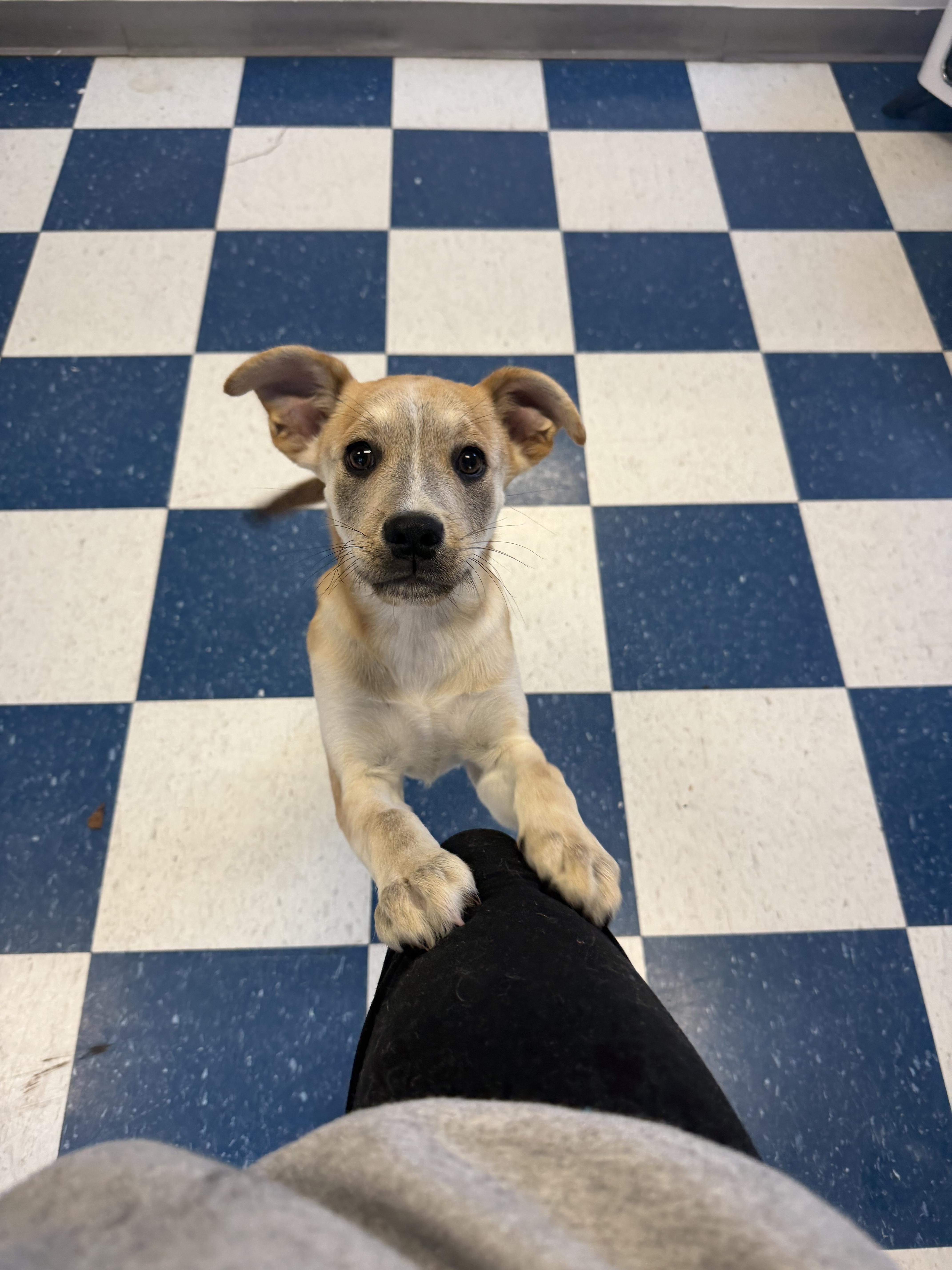 Enlarge Lucielle, a ADOPTABLE mixed breed in Auburn, AL image 3/4