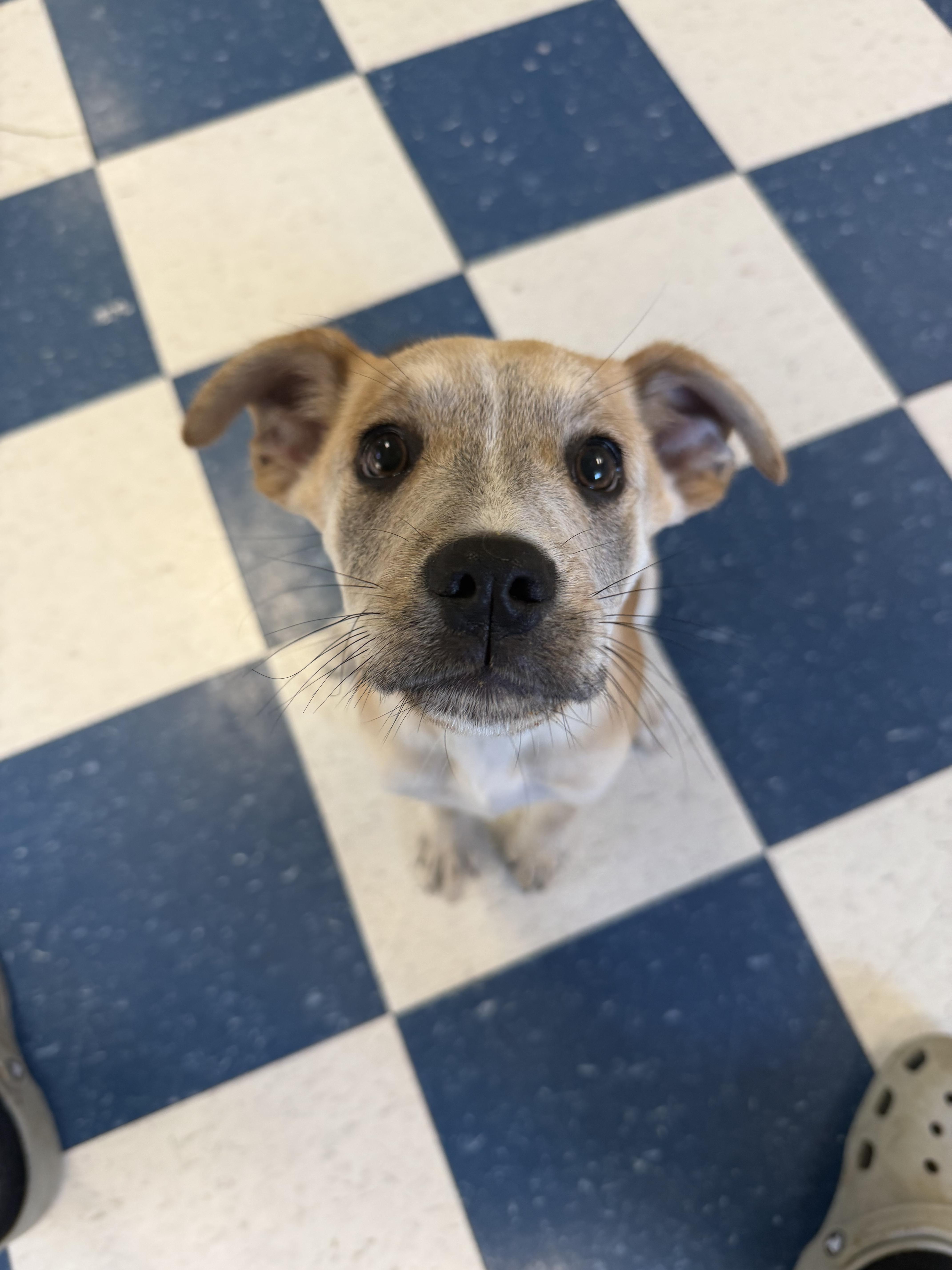 Enlarge Lucielle, a ADOPTABLE mixed breed in Auburn, AL image 1/4