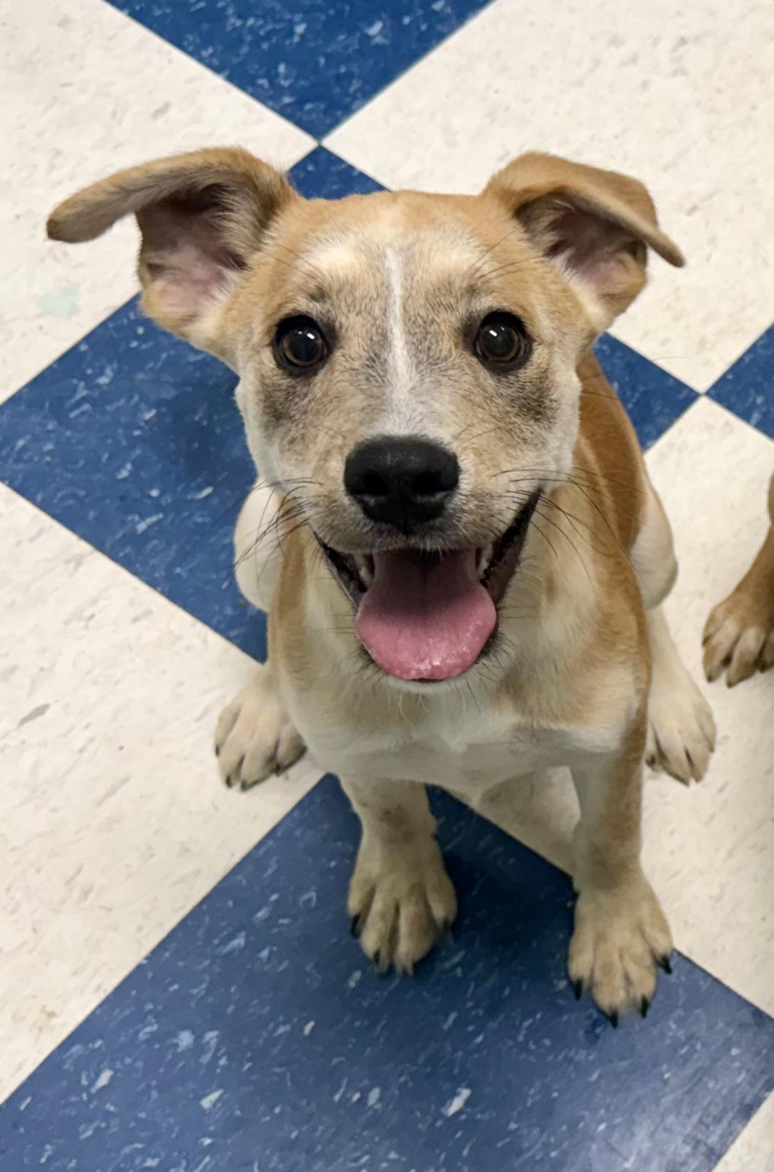 Enlarge Lucielle, a ADOPTABLE mixed breed in Auburn, AL image 4/4