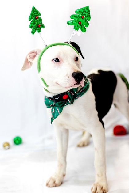 Enlarge Cathy, an adopted mixed breed in Conway, AR image 1/2