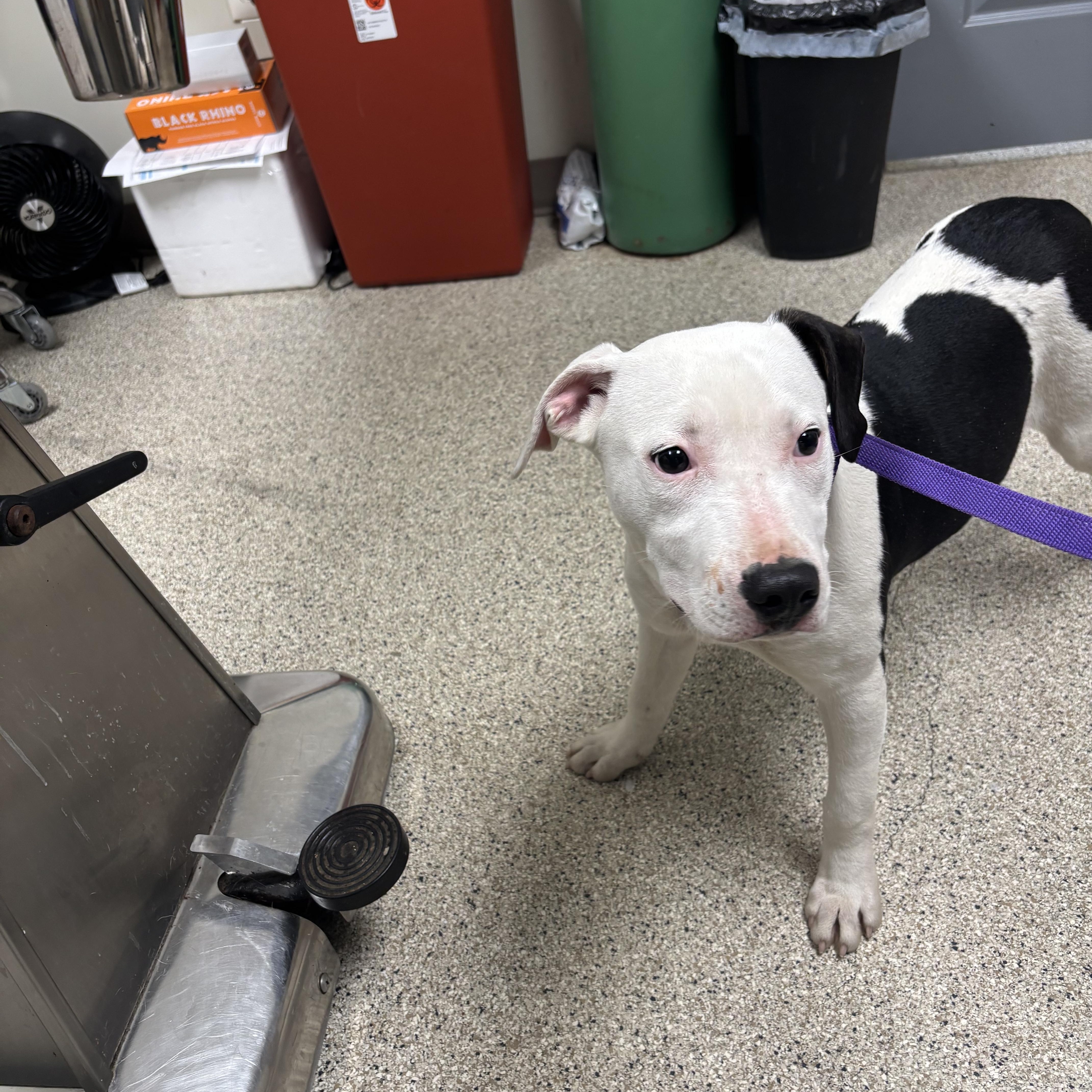 Enlarge Cathy, an adopted mixed breed in Conway, AR image 2/2