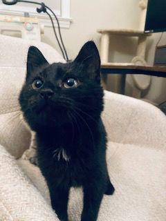 Demi, Adoptable, Kitten Female Domestic Short Hair.