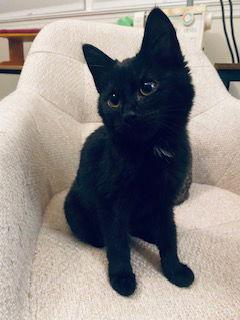 Enlarge Demi, a Adoptable Domestic Short Hair in Fayetteville, GA image 2/3