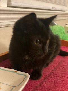 Enlarge Demi, a Adoptable Domestic Short Hair in Fayetteville, GA image 3/3