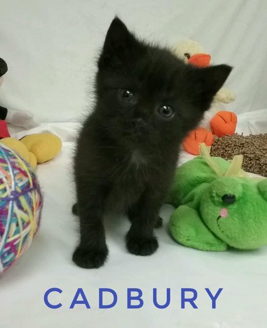 Cadbury, Adopted, Senior Male Domestic Short Hair.