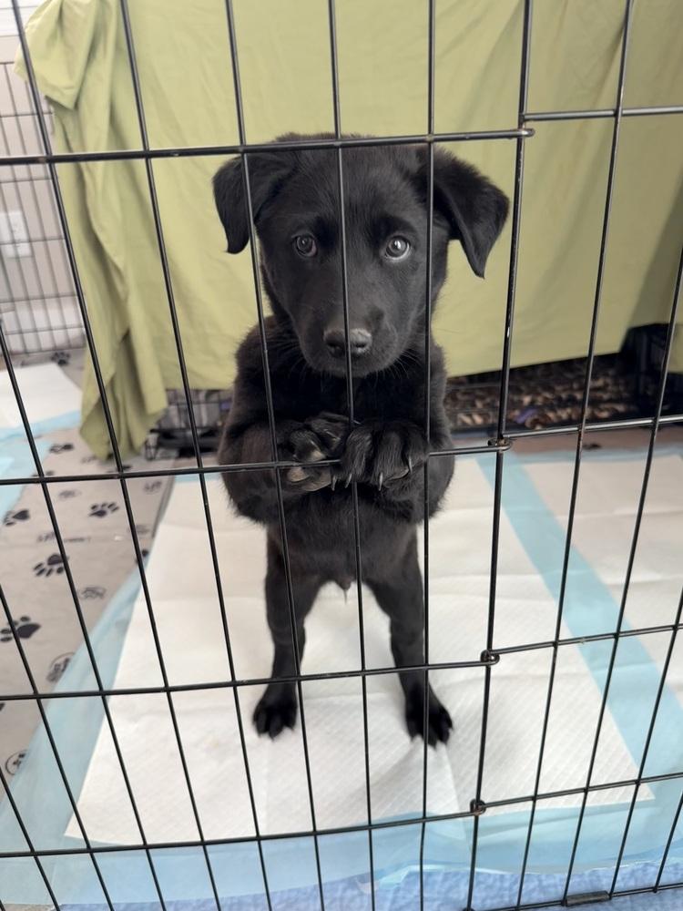 Baptiste / Poe, Adoptable, Puppy Male Labrador Retriever.