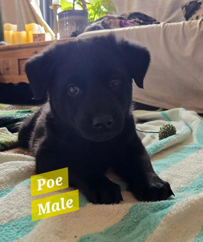 Enlarge Baptiste / Poe, a Adoptable mixed breed in Broomfield, CO image 1/1