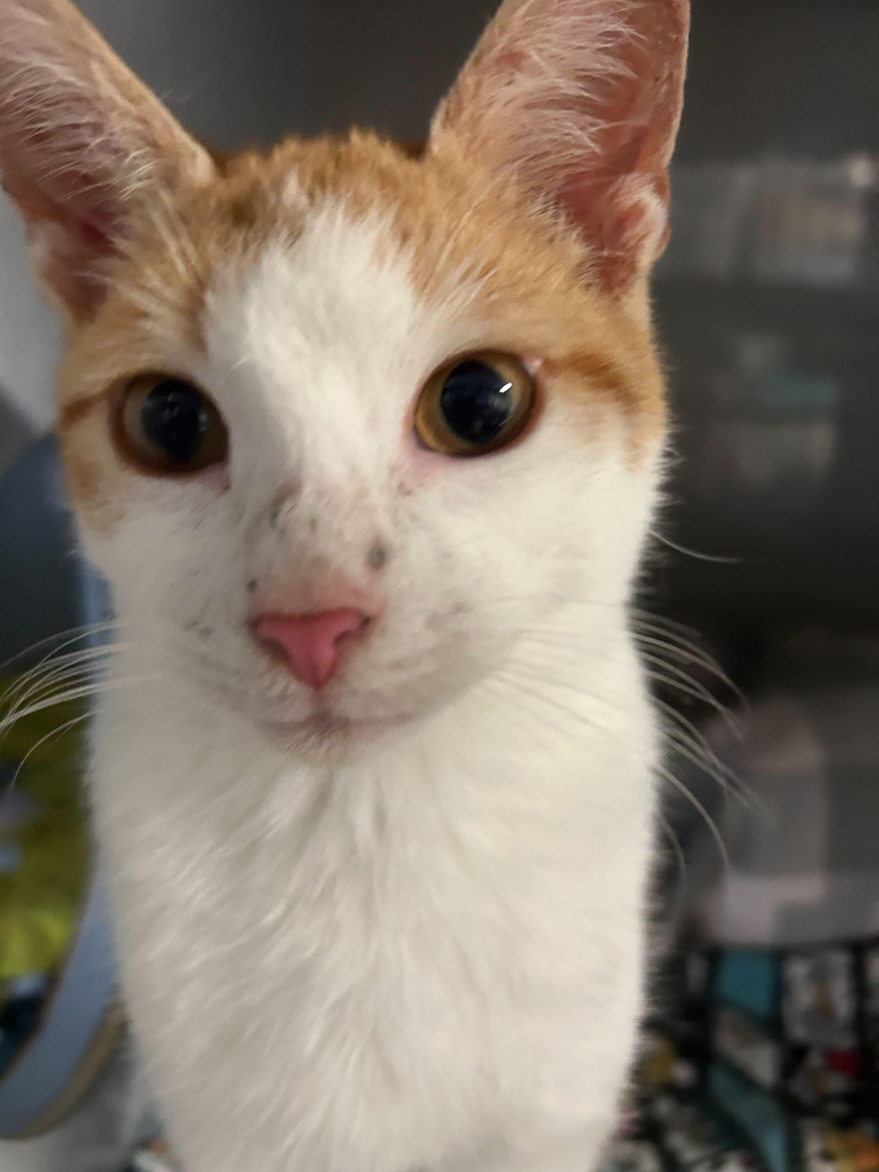 Woody, Young Male Domestic Short Hair