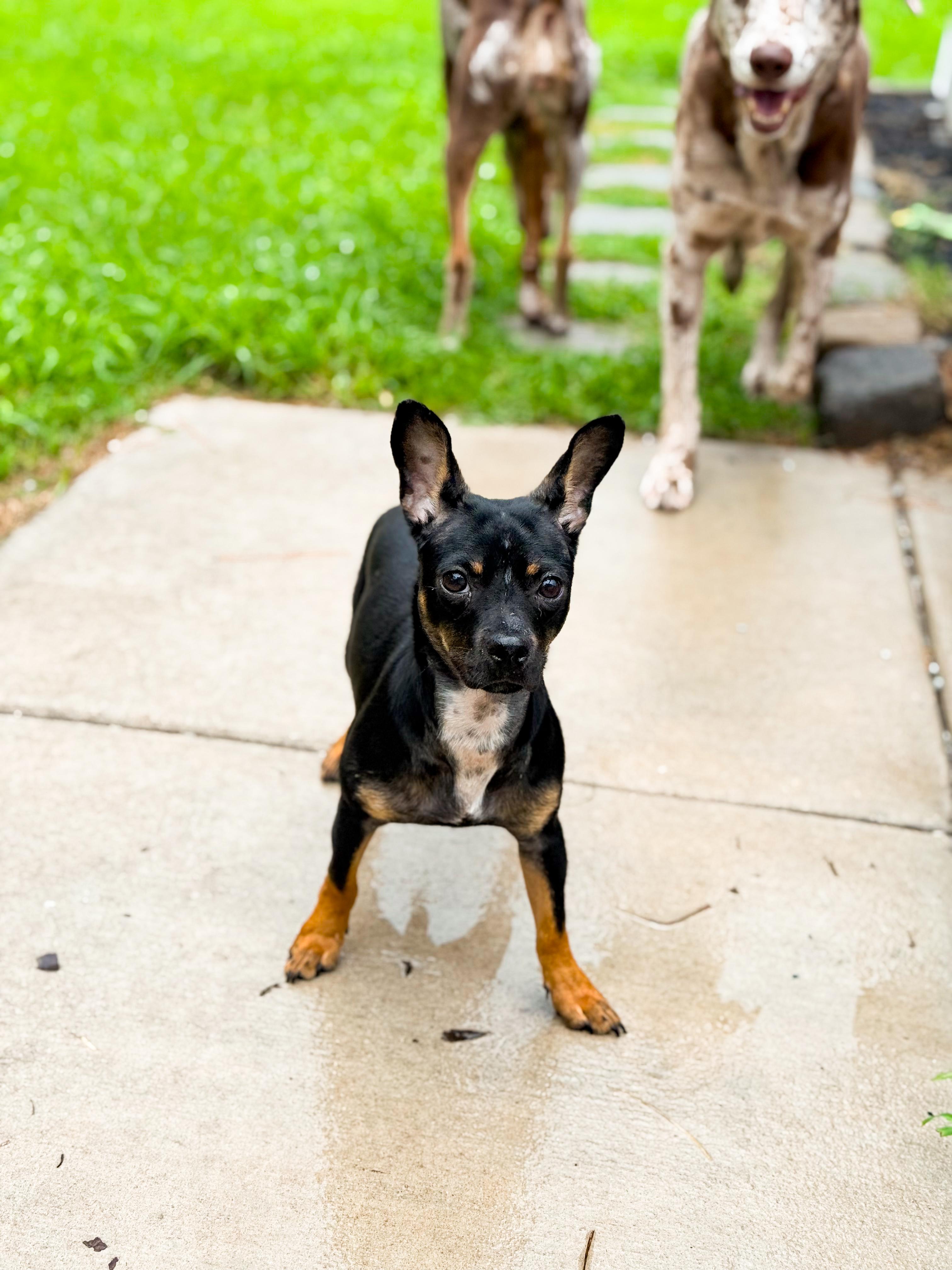 Enlarge Randy Travis, a Adopted mixed breed in charleston, SC image 3/4