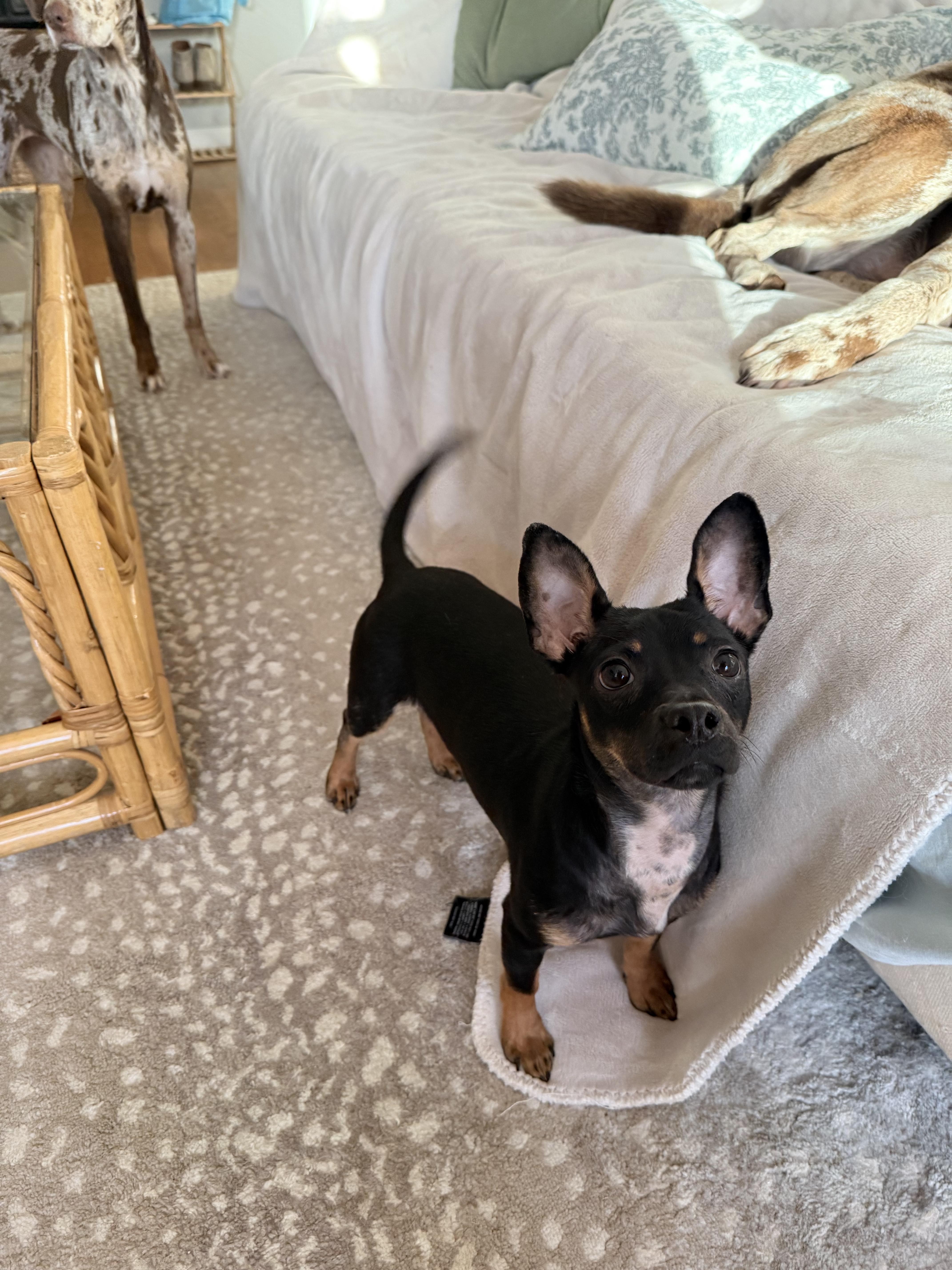 Enlarge Randy Travis, a Adopted mixed breed in charleston, SC image 2/4