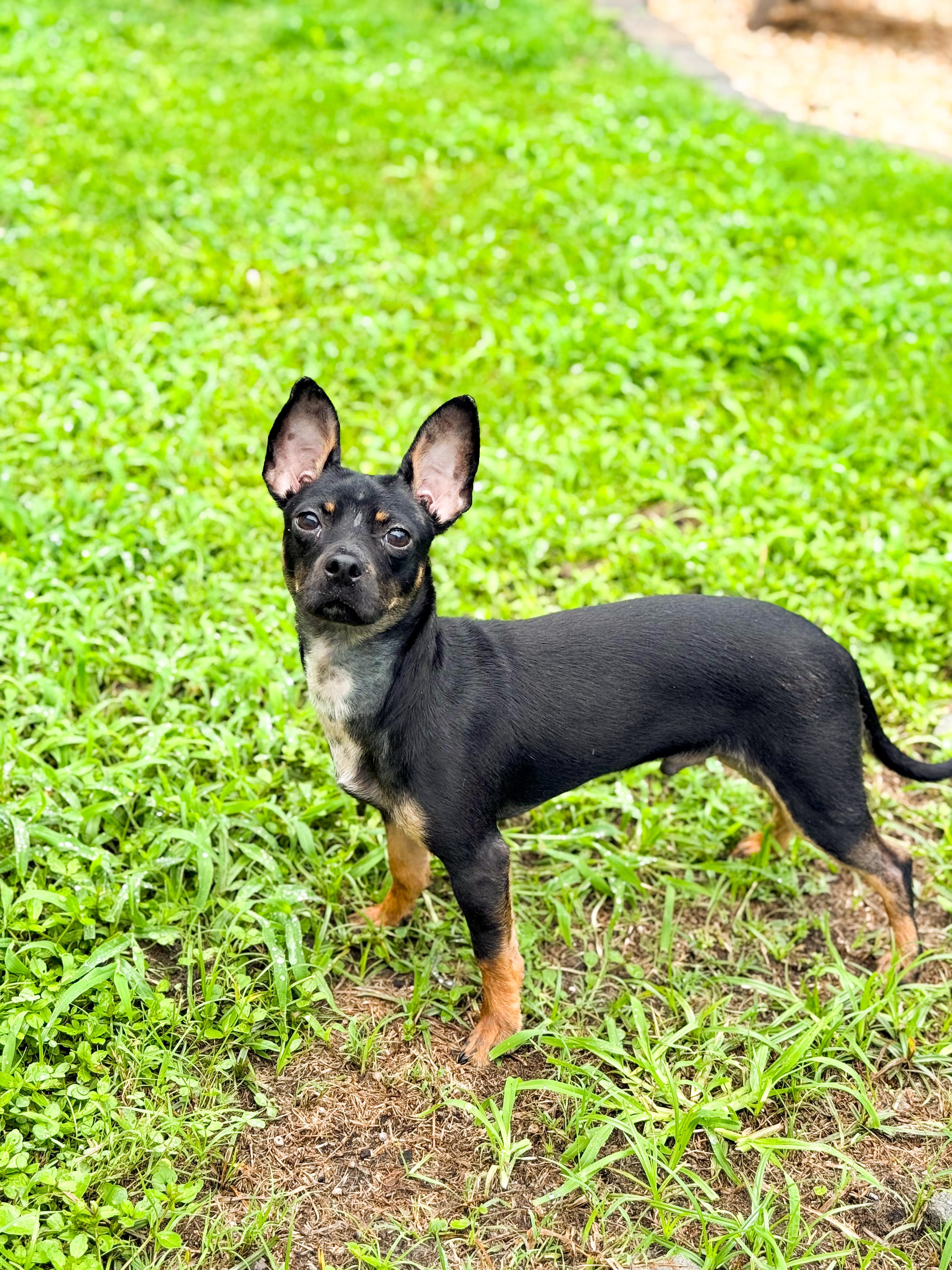 Randy Travis, Adopted, Puppy Male Chihuahua.