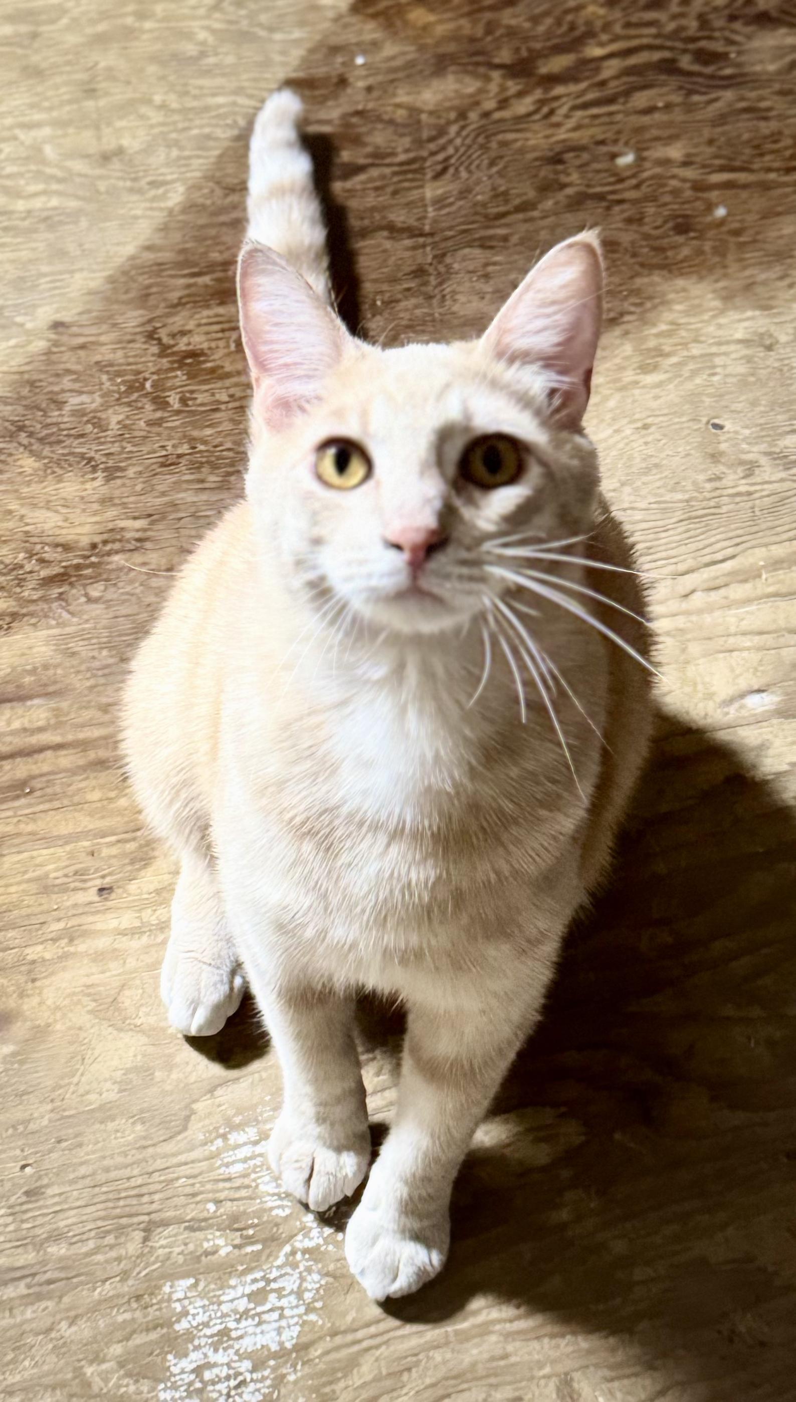 Goose, Adoptable, Young Male Domestic Short Hair.