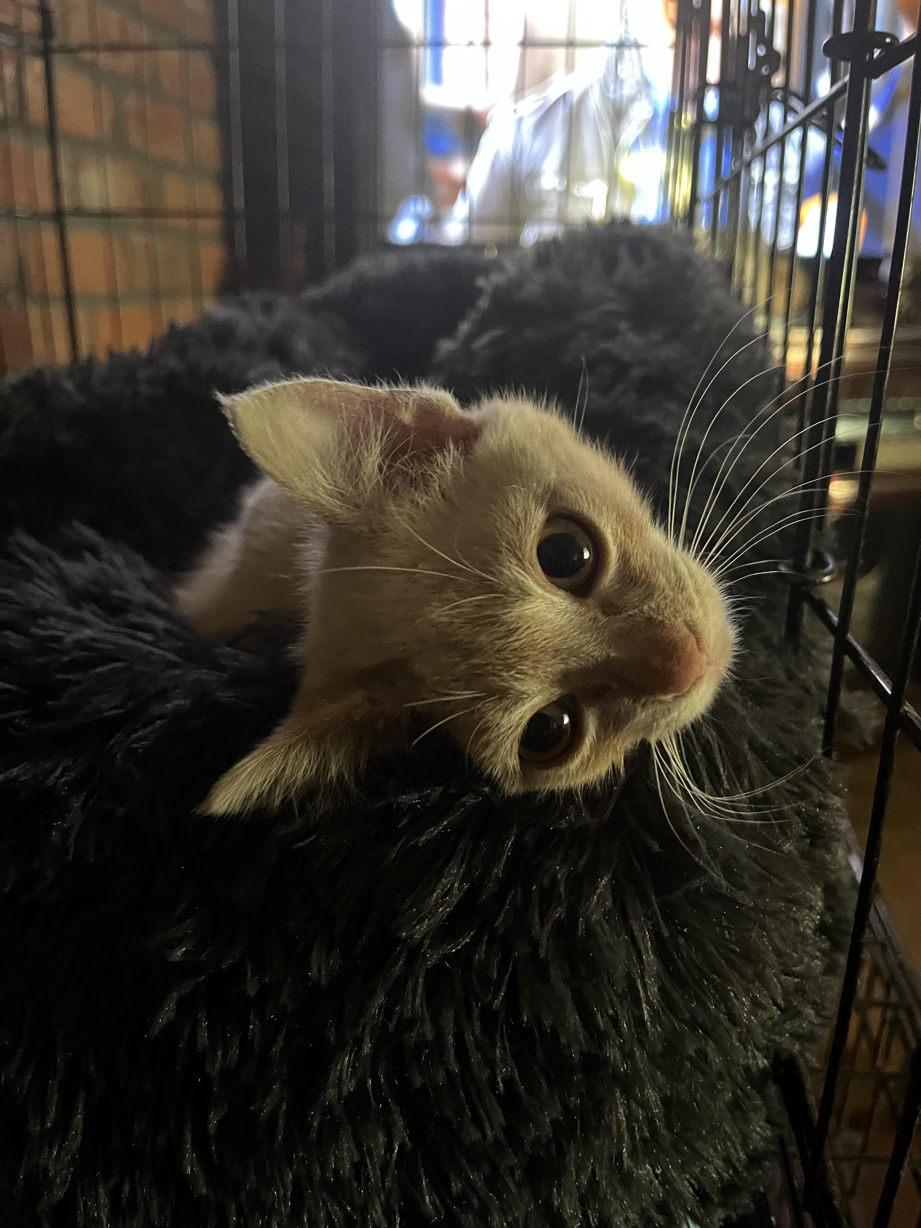 Goose, a Adoptable Domestic Short Hair in Stockton, CA image 3/3