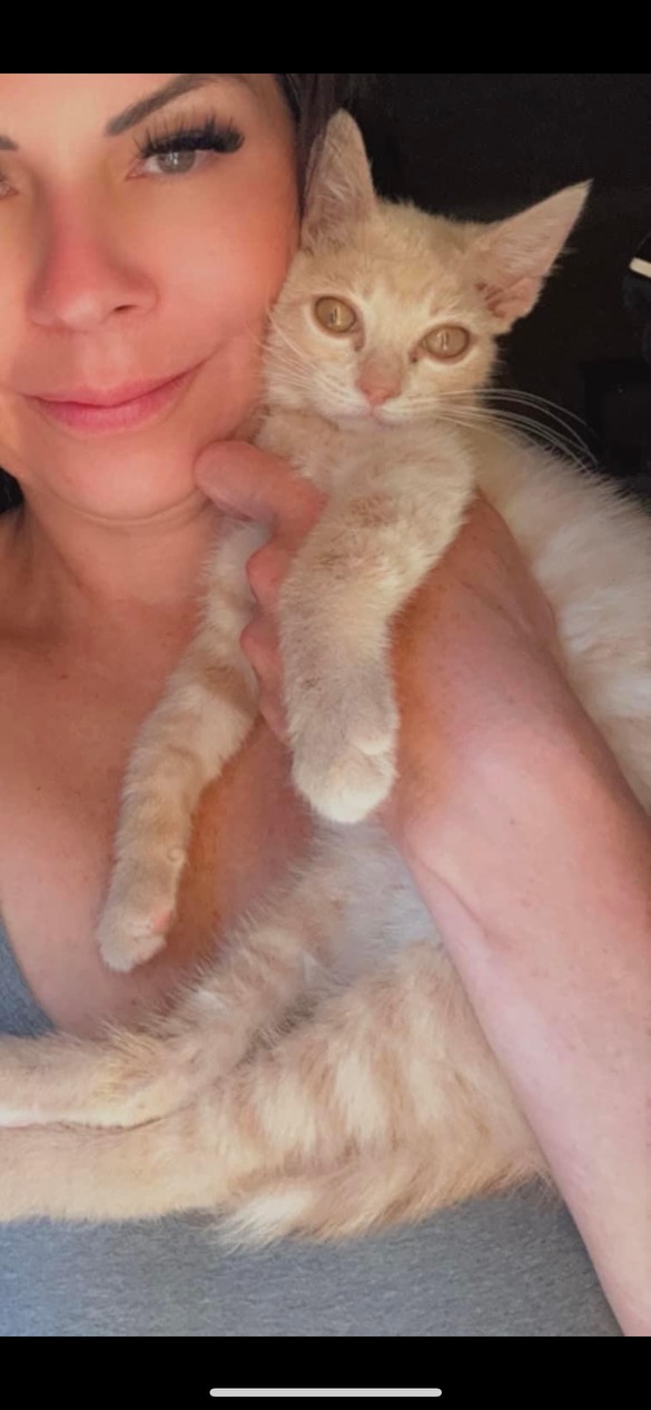 Goose, Adoptable, Young Male Domestic Short Hair.