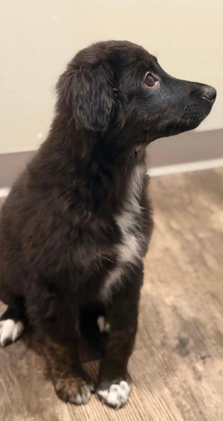 Paloma, an adopted mixed breed in Bloomsdale, MO image 3/4