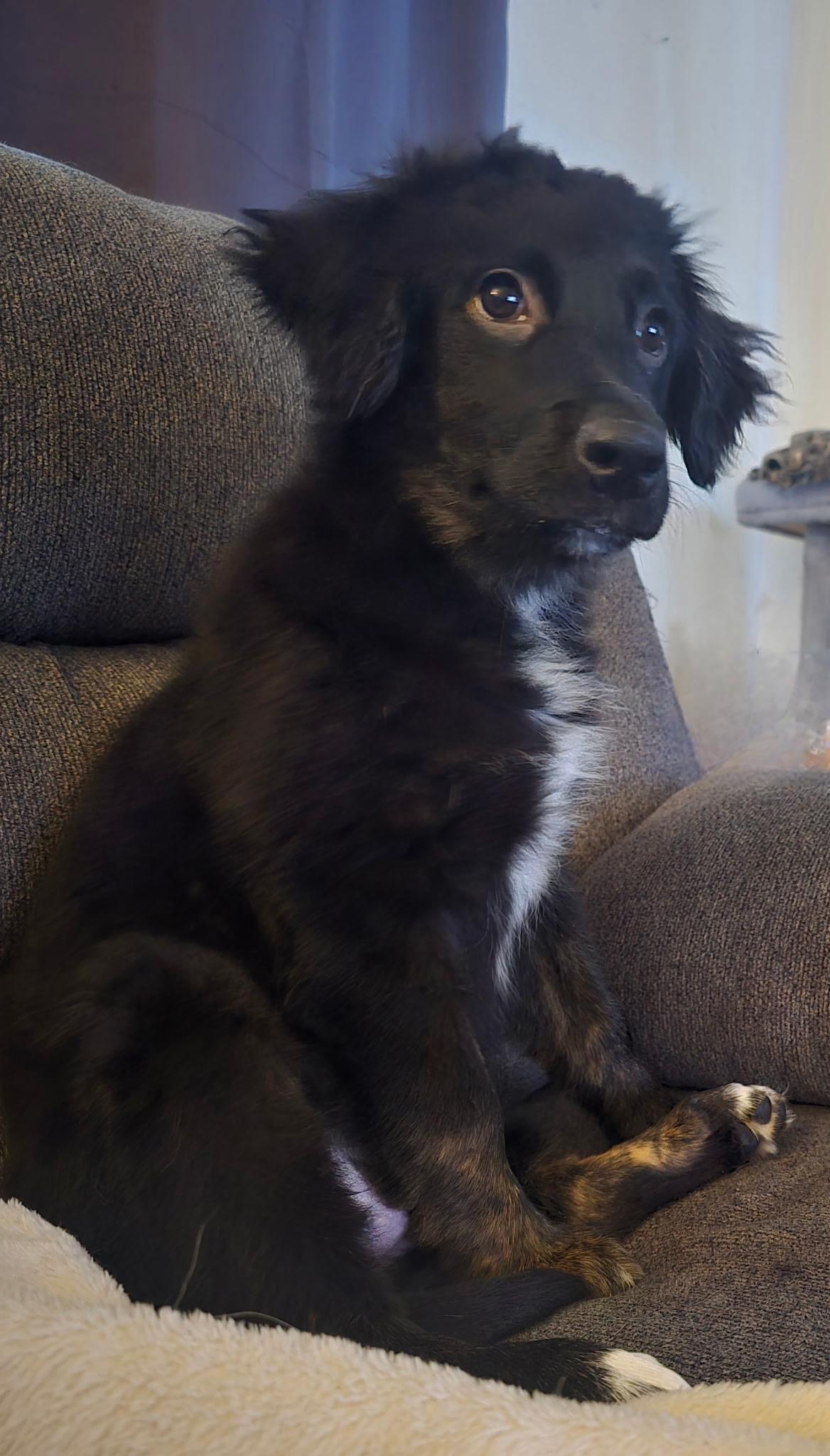 Paloma, adopted, Puppy Female Labrador Retriever & Australian Shepherd.
