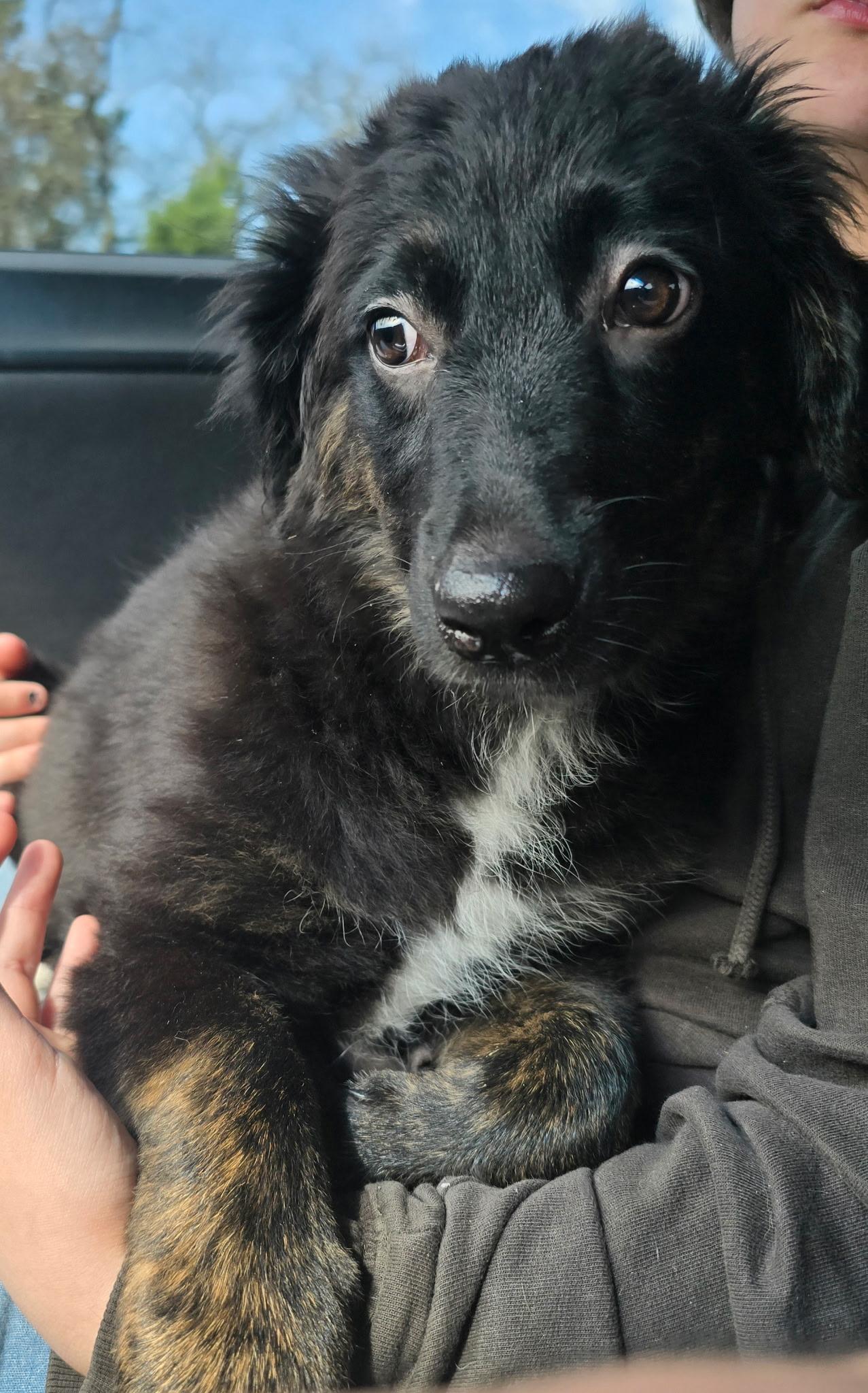 Paloma, an adopted mixed breed in Bloomsdale, MO image 2/4