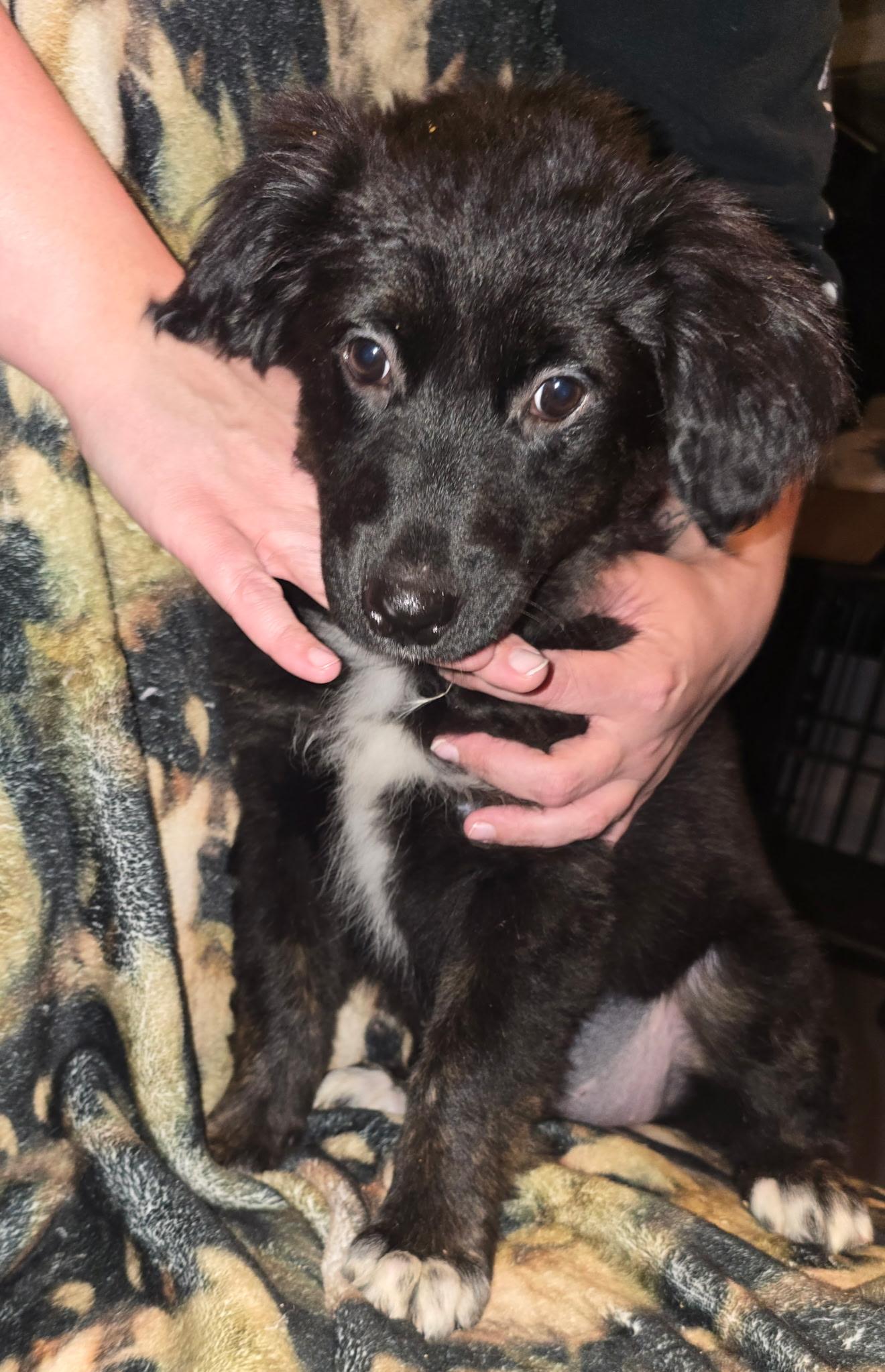 Paloma, an adopted mixed breed in Bloomsdale, MO image 4/4