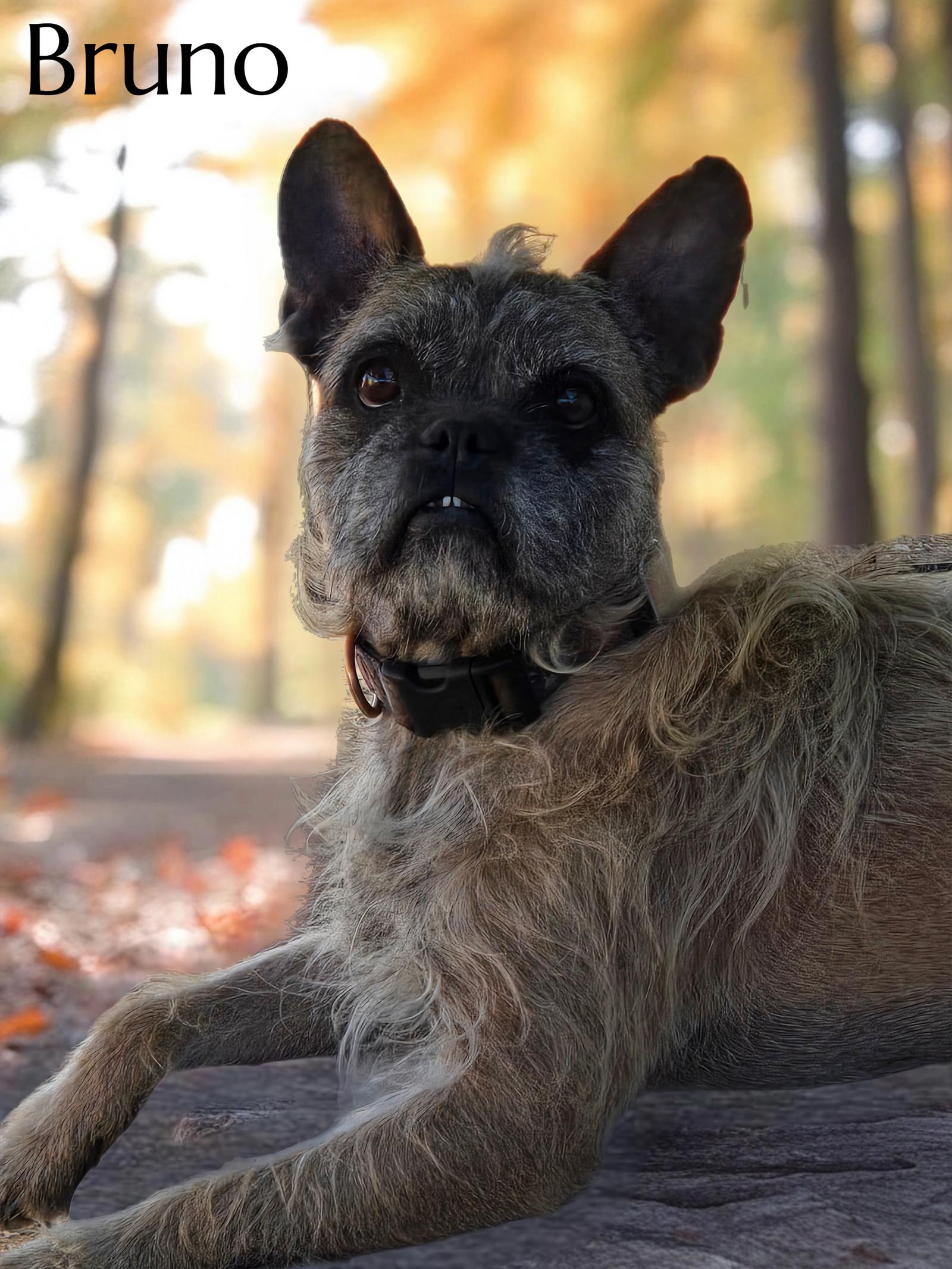 Enlarge Bruno, a Adoptable French Bulldog in Phelan, CA image 1/4