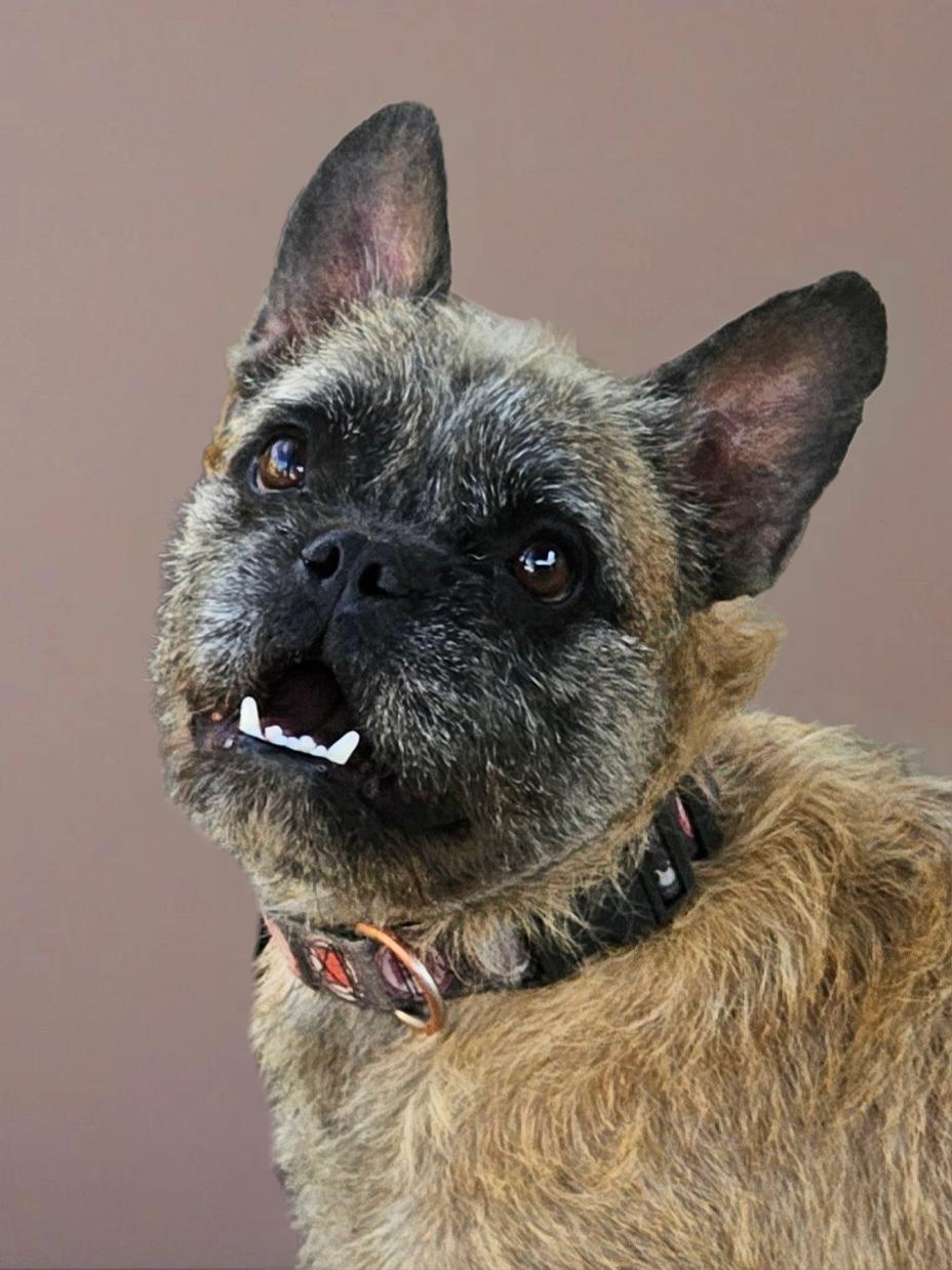 Enlarge Bruno, a Adoptable French Bulldog in Phelan, CA image 3/4