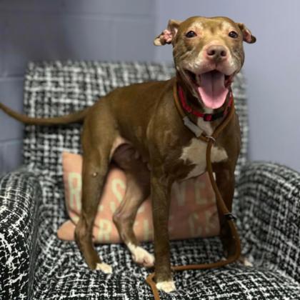 Enlarge Luna, a Adoptable mixed breed in Gastonia, NC image 1/3