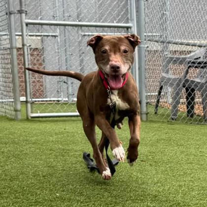 Enlarge Luna, a Adoptable mixed breed in Gastonia, NC image 2/3