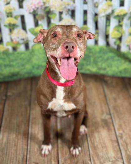 Enlarge Luna, a Adoptable mixed breed in Gastonia, NC image 3/3