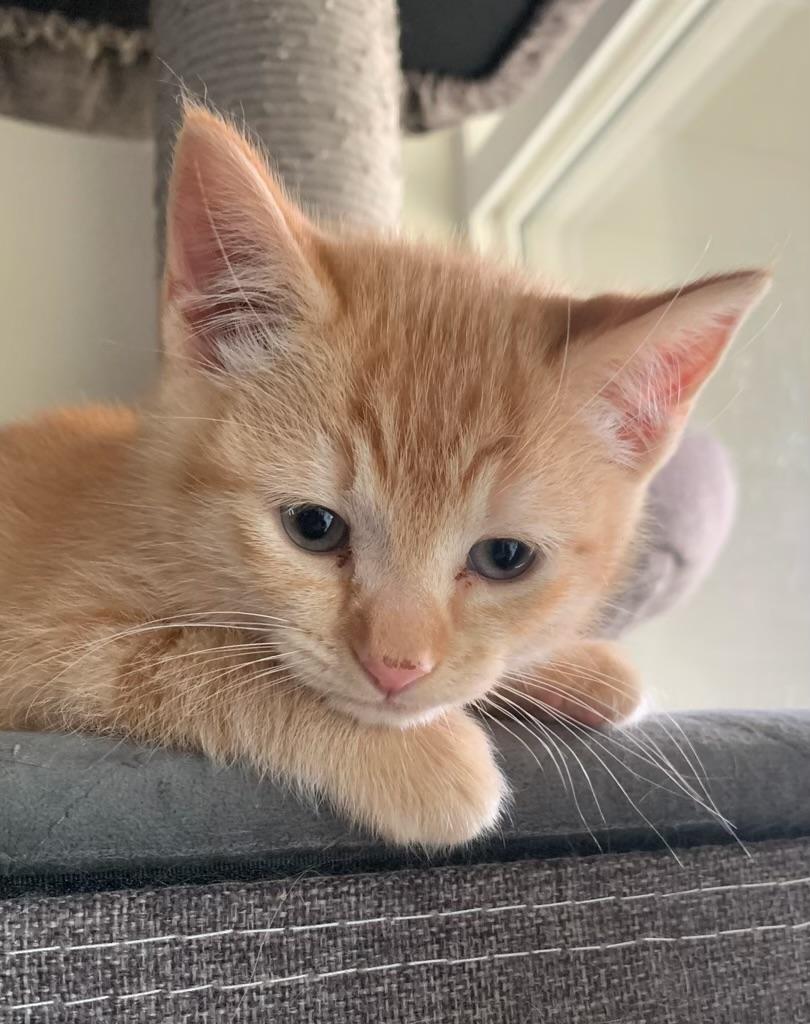 Enlarge Shaun, a ADOPTABLE Tabby in Pasco, WA image 5/5